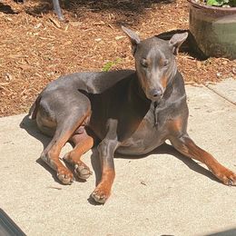 Cane Corso and Doberman Pinschers from Ward's Dobermans and Corsos