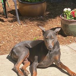 Cane Corso and Doberman Pinschers from Ward's Dobermans and Corsos