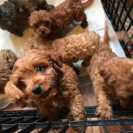 Cavapoo Puppies from Dotties Lil Blessings