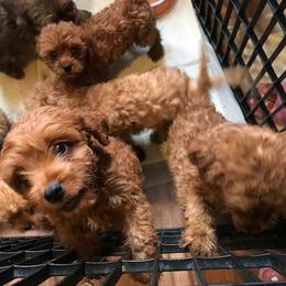 Cavapoo Puppies from Dotties Lil Blessings