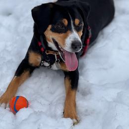Entlebucher Mountain Dog All Grown Up from Middle Fork Entlebuchers