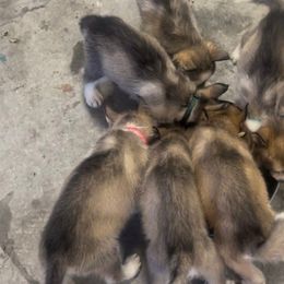 Siberian Husky puppies from Rice Breeders
