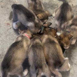 Siberian Husky puppies from Rice Breeders