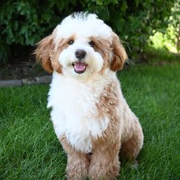 Walter - Bernedoodle