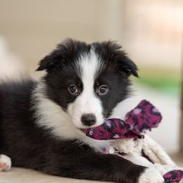 Border Collie Puppies from High Point Border Collies
