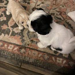 Lhasa Apso Puppies from Cynthia's Lhasa Apsos