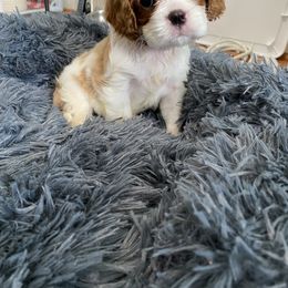 Black Russian Terrier and Cavalier King Charles Spaniel Puppies from Ocean Gem & Guardian Bears