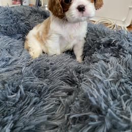 Black Russian Terrier and Cavalier King Charles Spaniel Puppies from Ocean Gem & Guardian Bears