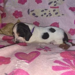 Purple - Black white and tan female Basset Hound puppy in Russellville, Kentucky from Morse's Basset Hounds