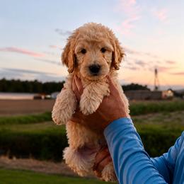 Hank - Apricot male Goldendoodle puppy in Farmville, North Carolina from The Farmers Doodle