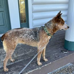 Kana - Australian Cattle Dog