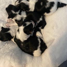 Biewer Terrier Puppies from Petit Bijou