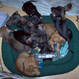 Dachshund Puppies from Rondo's Wirehairs
