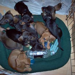 Dachshund Puppies from Rondo's Wirehairs