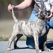 Grey brindle girl - Perro de Presa Canario puppy in Leitchfield, Kentucky from Rey Gladiador Presa Canario