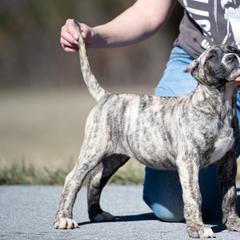 Grey brindle girl - Perro de Presa Canario puppy in Leitchfield, Kentucky from Rey Gladiador Presa Canario