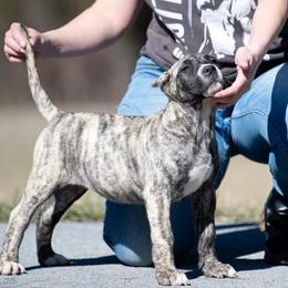 Grey brindle girl - Perro de Presa Canario puppy in Leitchfield, Kentucky from Rey Gladiador Presa Canario