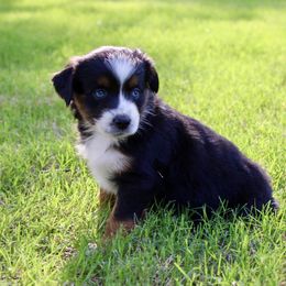 Mercury - Black tri Miniature Australian Shepherd puppy in Paris, Texas from Kuttin’ Up Mini Aussies