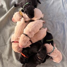 White - Black male Labrador Retriever puppy in Celina, Ohio from Hickory Creek Labs