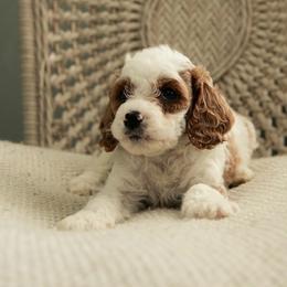 Versace - Blenheim male Cavapoo puppy in Ashland, Kentucky from Still Waters Farm