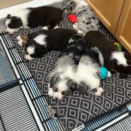 Miniature Australian Shepherd Puppies from Yarborough Kennels