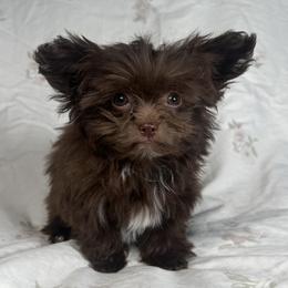 Westley - Mi-Ki puppy from Metro Mi-kis