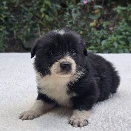 Ghost - Black and white male Border Collie puppy in East Brady, Pennsylvania from Riverwood