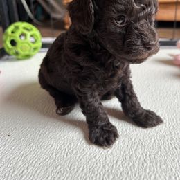 Sammy - Brown male Poodle puppy in Blanchard, Oklahoma from Teresa’s Fur Babies
