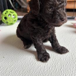 Sammy - Brown male Poodle puppy in Blanchard, Oklahoma from Teresa’s Fur Babies