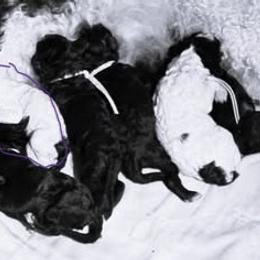 Clove - Parti female Poodle puppy in Calhoun, Georgia from Johnson Kennels