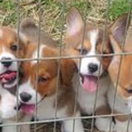 Pembroke Welsh Corgis from Abc Cattle Co corgis