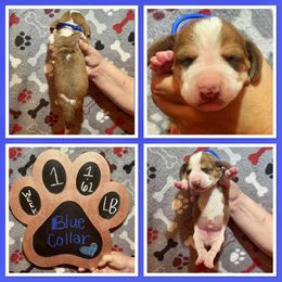 Blue collar male - Mahogany and white male Basset Hound puppy in Hamilton, Indiana from Cam’s Country Bassets