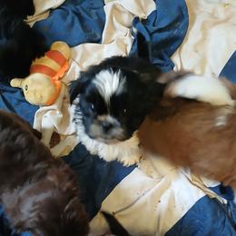 Tristen - Black and white male Shih Tzu puppy in Brodnax, Virginia from KBs Shih Tzu Babies