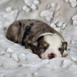 PS.BMM - Blue merle male Miniature Australian Shepherd puppy in Deer Lodge, Tennessee from KSH Aussie Haven