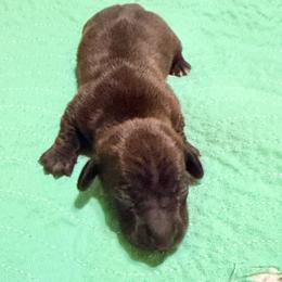 Brindle Girl 2 - Brindle female Dachshund puppy in Fayetteville, North Carolina from Army of Dachshunds