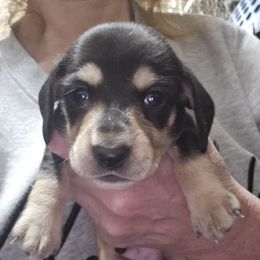 Black and cream smooth boy - Black and cream male Dachshund puppy in Lyle, Washington from Wines Wienery