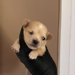 Paris - Cream and white female Chihuahua puppy in Knowlton Township, New Jersey from Augenblick Kennels