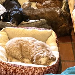Aussiedoodle Puppies from Paisleys Doodles AK