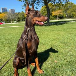 Dolce - Doberman Pinscher