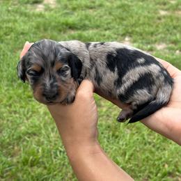 Moo Moo - Dapple female Dachshund puppy in Charlotte County, Florida from Doxie Den