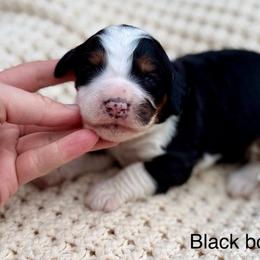 Black collar boy - Tri-color male Bernedoodle puppy in Colorado Springs, Colorado from Mercy Mountain Bernedoodles