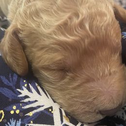Boy 1 - Labradoodle puppy in Hawthorne, California from South Bay Doods