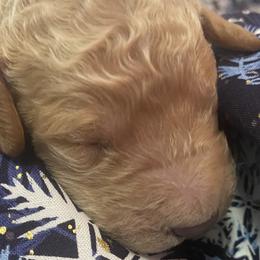 Boy 1 - Labradoodle puppy in Hawthorne, California from South Bay Doods