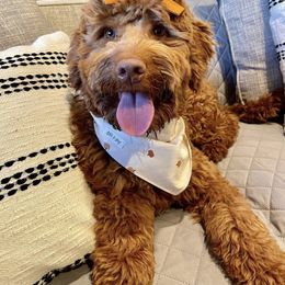 Australian Labradoodle and Labradoodle Puppies from Doodles_Ko