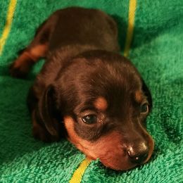 Dachshunds from Spurgin Dachshunds