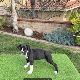 Female 4 - Boxer