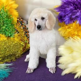 Carol - Cream Poodle puppy in Port Orange, Florida from Daytona’s Standard Poodles
