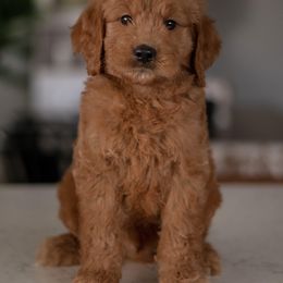 Goldendoodle Puppies from Diamond K Doodles
