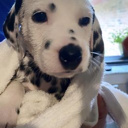 Dalmatian Puppies from Whispered Spots Dalmatians