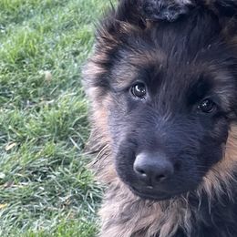German Shepherds from Edelstein Kennels